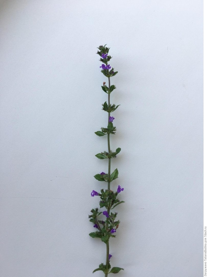 Душевка альпийская