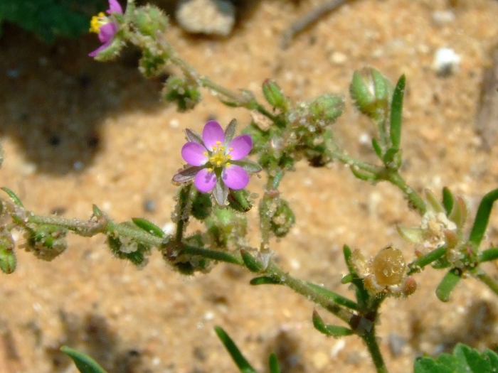 Spergularia rubra l.