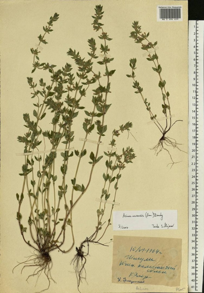 Thymus marschallianus