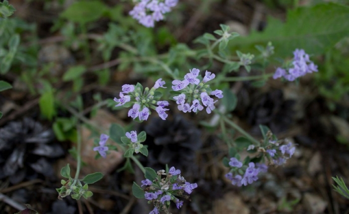 Зизифора клиноподиевидная