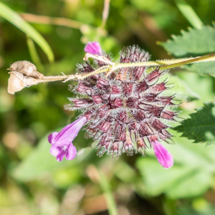 Clinopodium vulgare l