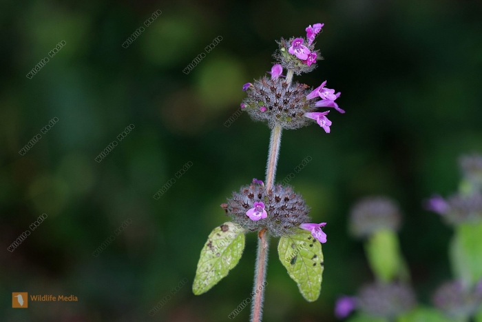 Пахучка обыкновенная clinopodium vulgare