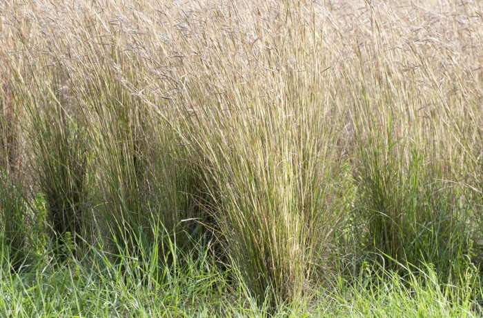 Deschampsia cespitosa