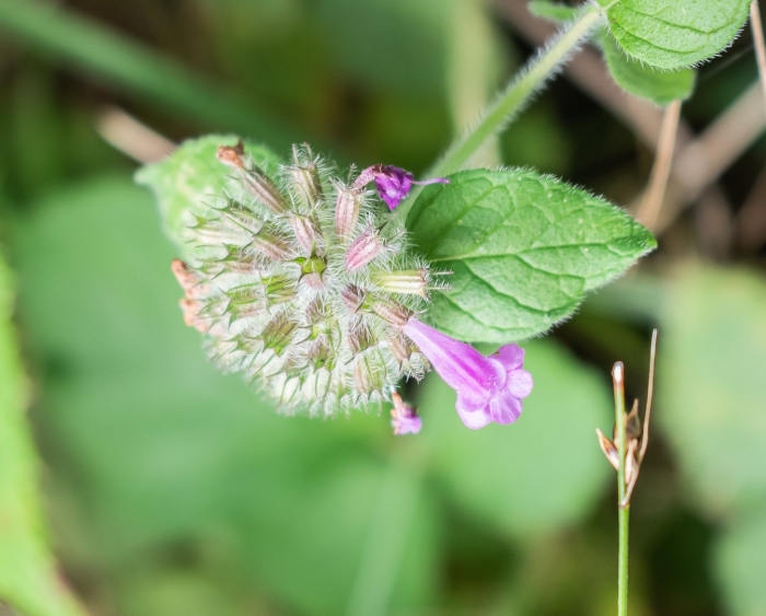 Пахучка обыкновенная clinopodium vulgare