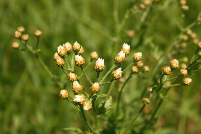 Мелколепестник канадский conyza canadensis