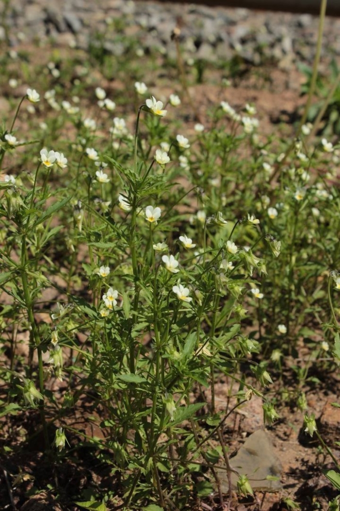 Viola arvensis