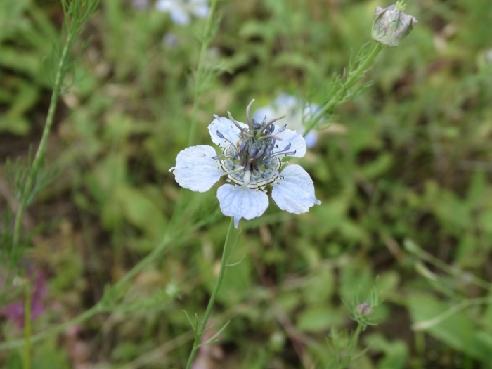 Нигелла полевая