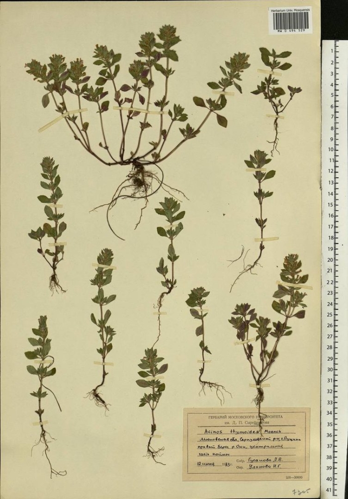 Люцерна хмелевидная гербарий