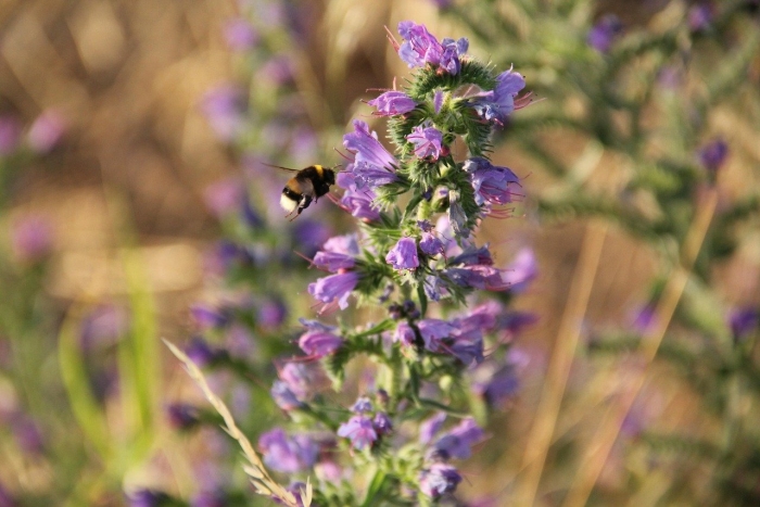 Echium vulgare синяк обыкновенный