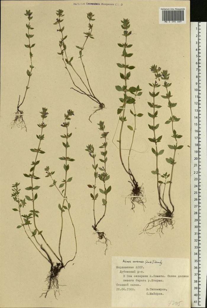 Thymus ternejicus probat.