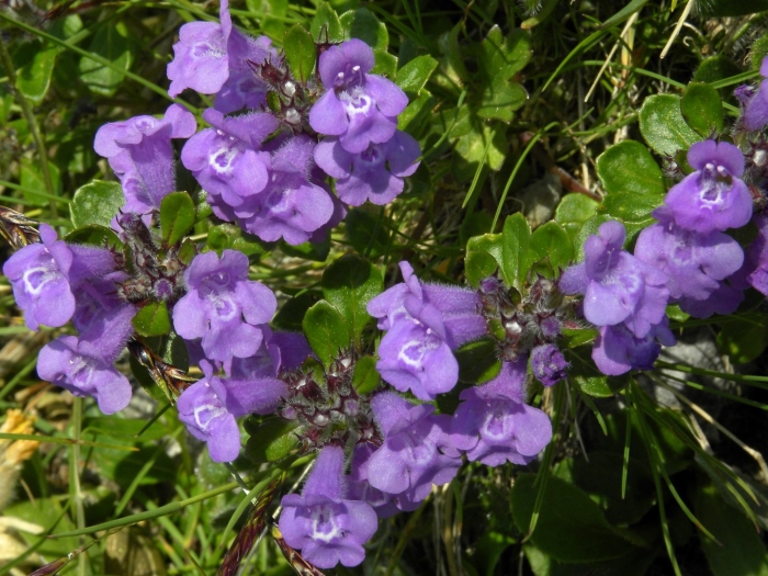 Glechoma hederacea