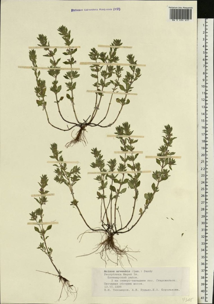 Полевые растения