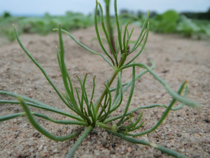 Spergula arvensis