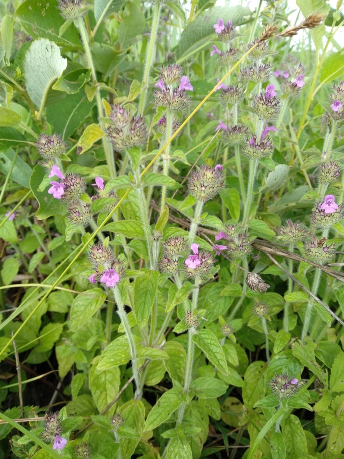 Пахучка обыкновенная clinopodium vulgare