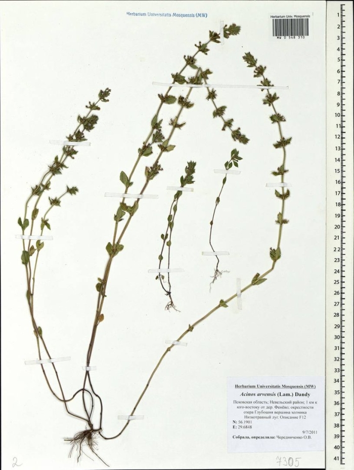 Змееголо́вник тимьяноцветко́вый