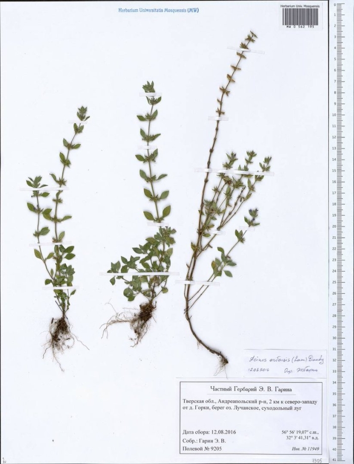 Зверобой четырехгранный гербарий