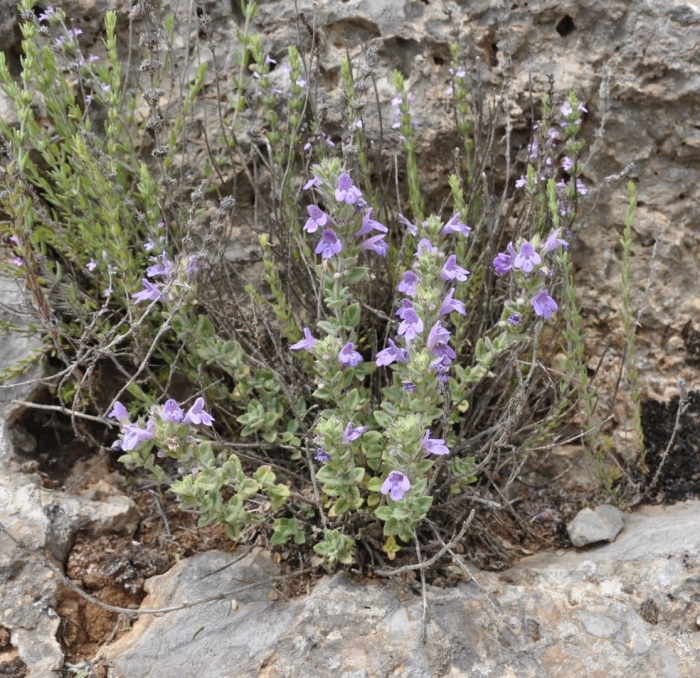 Penstemon cardwellii пенстемон кардвелла
