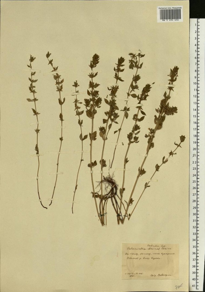 Змееголовник кустарничковый