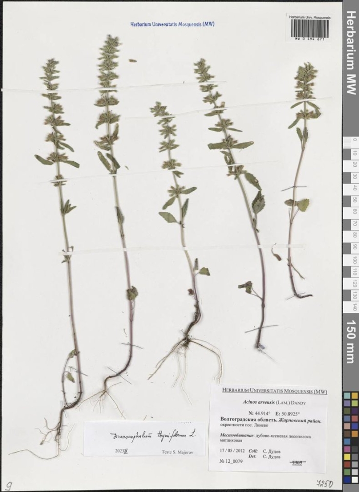 Змееголовник тимьяноцветковый