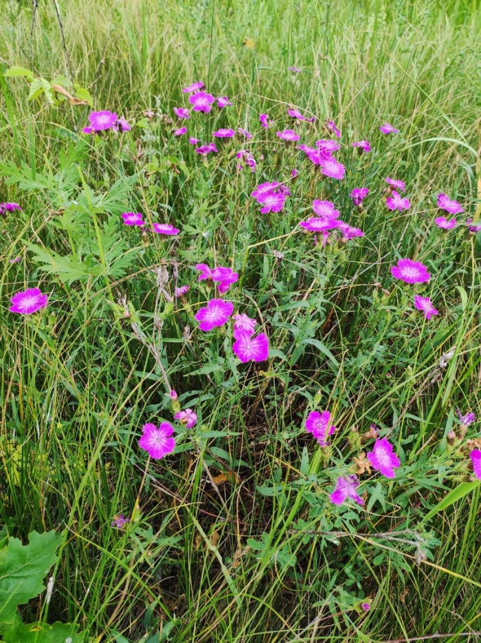 Гвоздика полевая