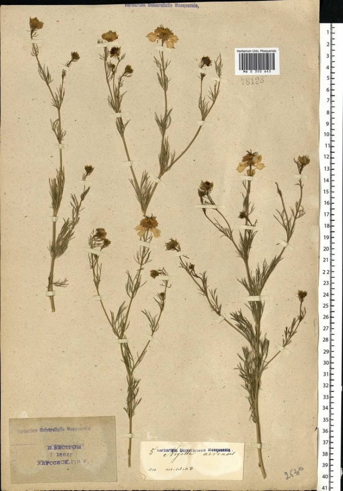 Tripleurospermum perforatum