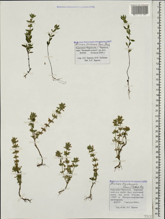 Щебрушка полевая (acinos arvensis (lam.) dandy)