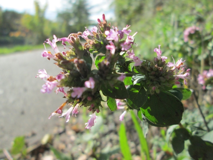 Origanum vulgare