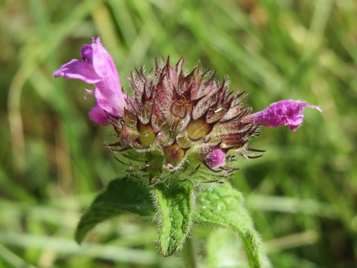 Пахучка обыкновенная clinopodium vulgare