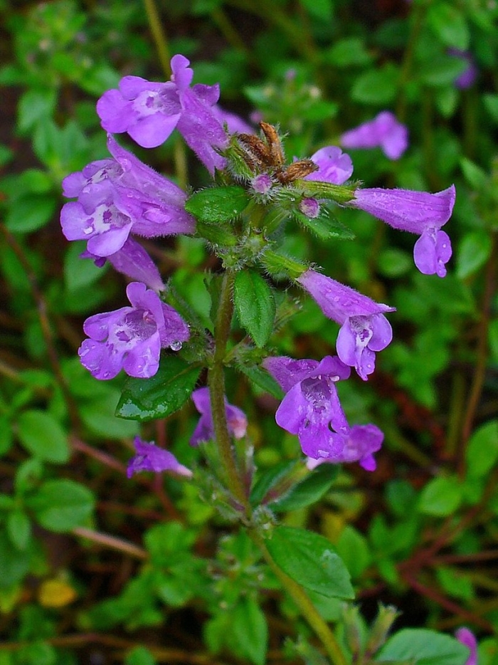 Clinopodium nepeta