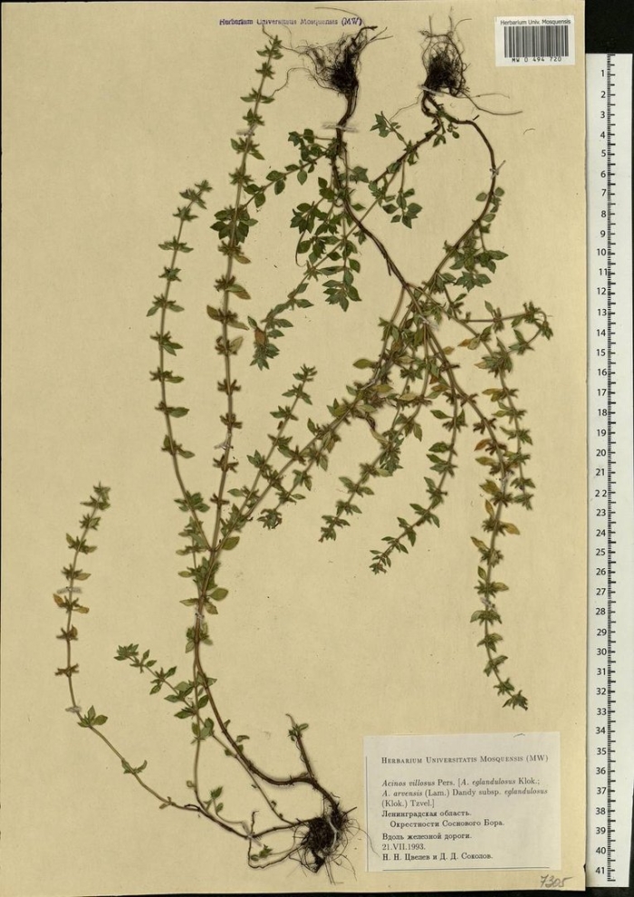 Тимьян ползучий гербарий