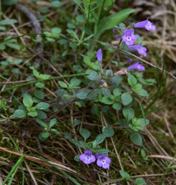 Clinopodium alpinum (l.) kuntze