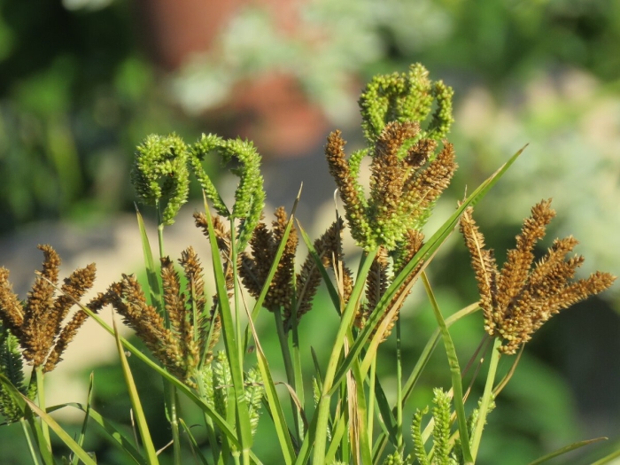 Злаки декоративные