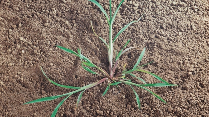 Ежовник куриное просо