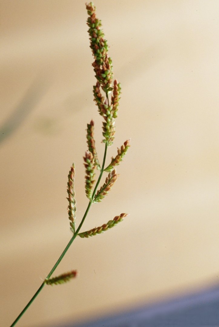 Echinochloa crus galli