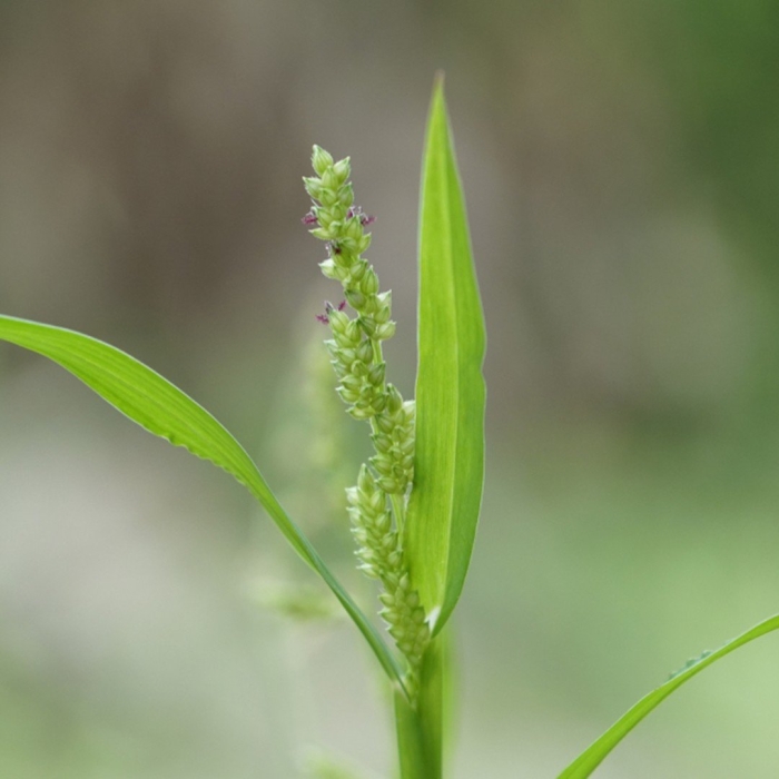 Setaria verticillata