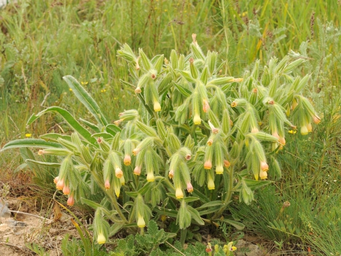 Onosma dichroantha