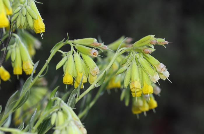 Оносма крымская