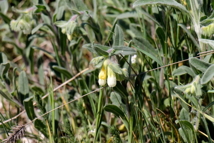 Оносма донская