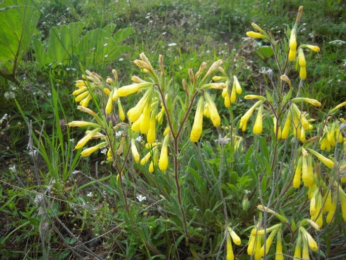 Оносма кавказская