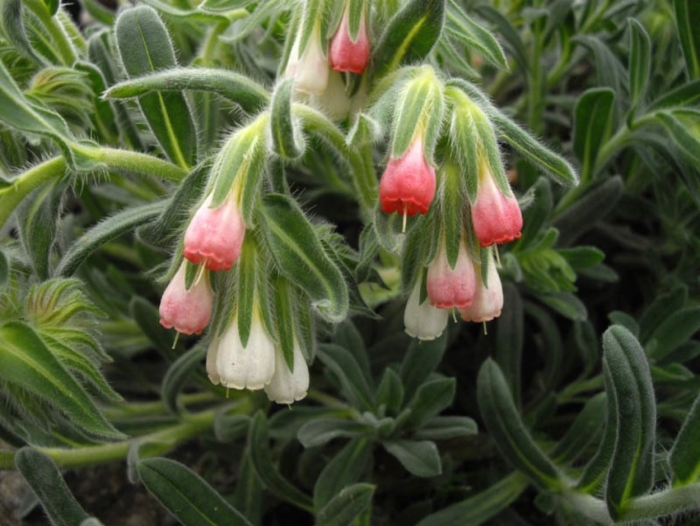 Оносма крымская