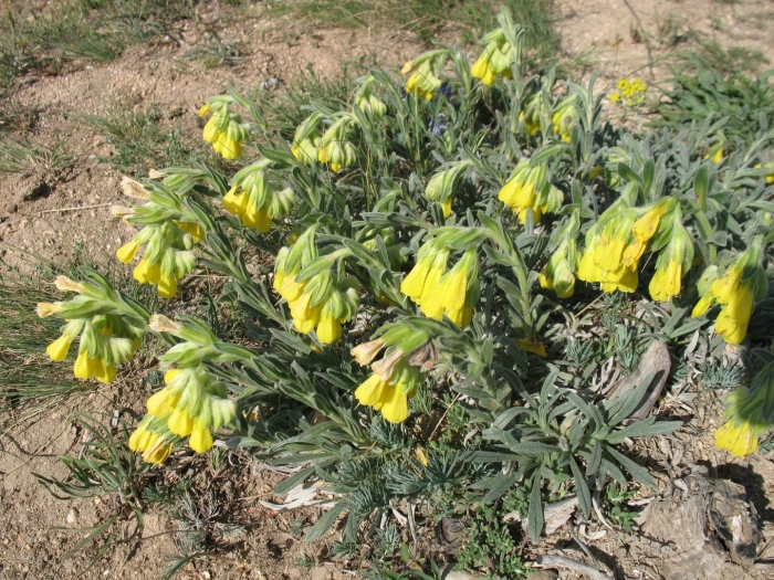 Оносма многолистная