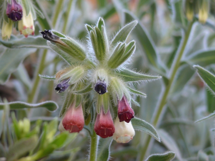 Оносма трава