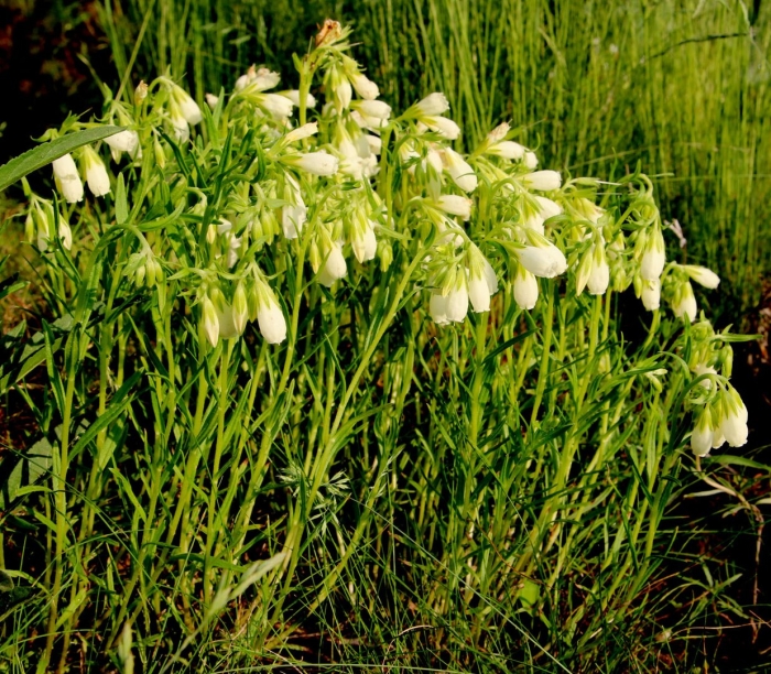 Оносма крымская