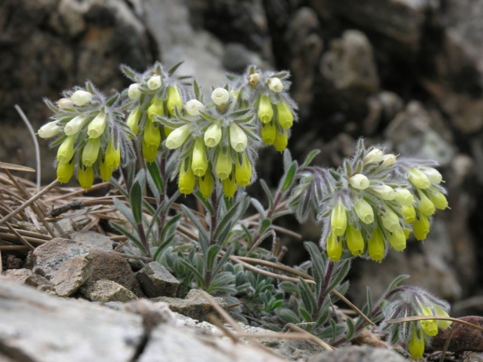 Оносма прицветковая