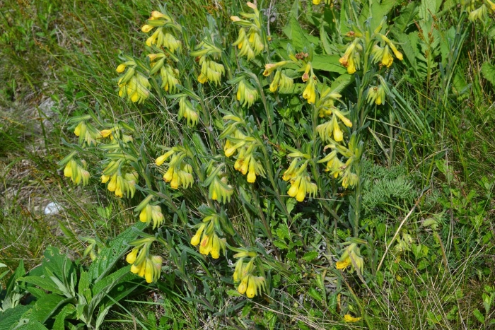 Оносма крымская