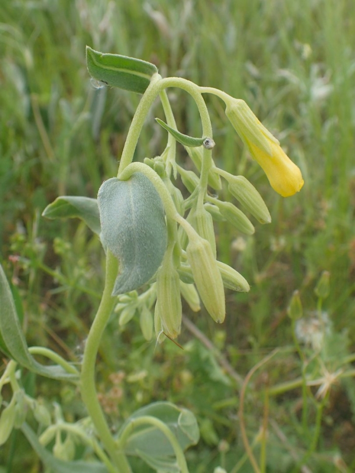 Оносма красильная