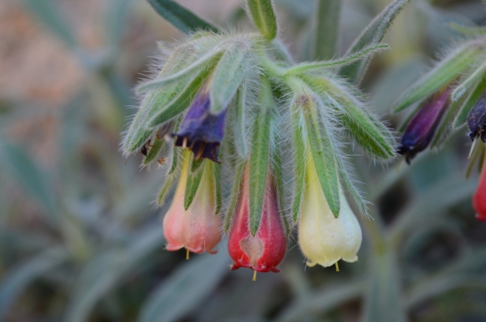 Оносма донская