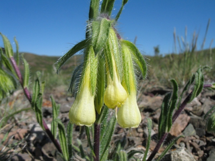 Onosma heterophylla