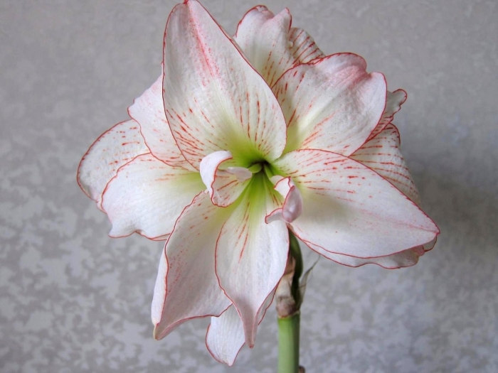 Амариллиса (гиппеаструм) афродита.