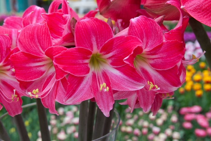 Гиппеаструм неон